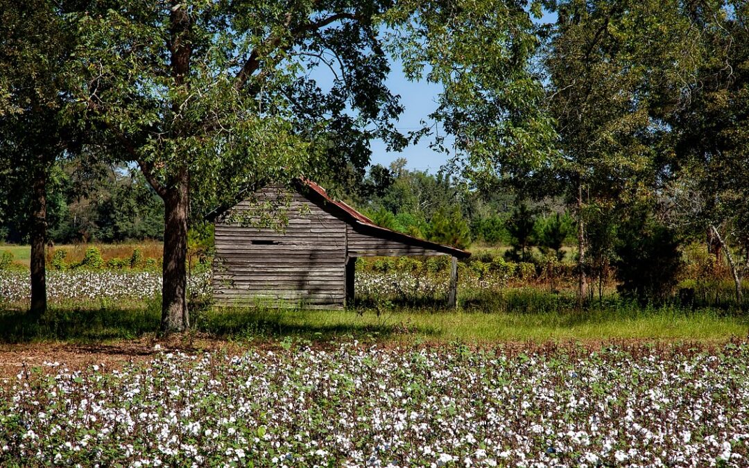 100% Cotton in Wisconsin: A Tale of Sustainability and Softness…