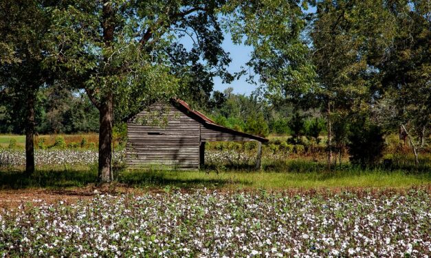 100% Cotton in Wisconsin: A Tale of Sustainability and Softness…