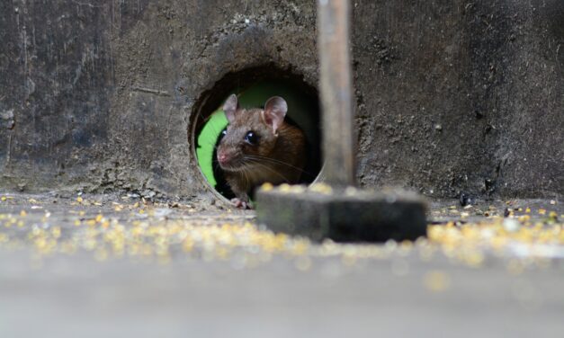 Mice Invade Houston: A Growing Concern Summary: Houston faces a…