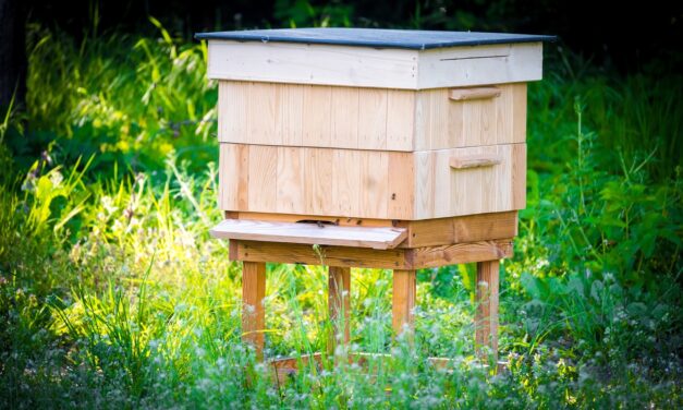 Beekeeping for Beginners in Great Falls: A Guide to Sweet…