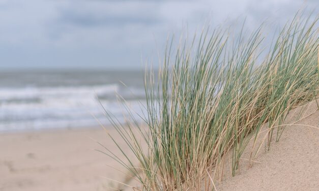 Sand: A Vital Resource in Colorado Springs Summary: Sand, often…