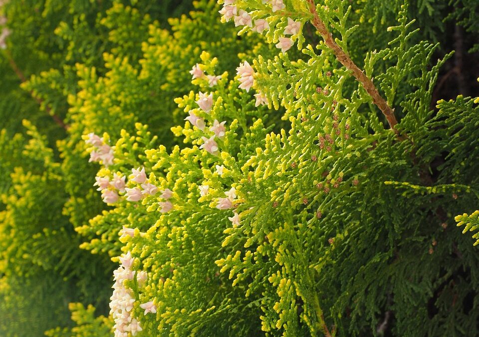 Unveiling the Secrets of Hedge Trimming: A Guide to Blades…