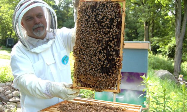 Buzzing with Success: Omaha’s Beekeeping Brand Bonanza Summary: Omaha’s beekeeping…