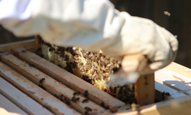 Anchorage Beekeeping Maintenance: A Comprehensive Guide Anchorage’s bee population plays…