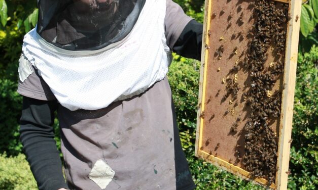 Beekeeping Boom: A Honeyed Guide to Reviews in San Francisco…