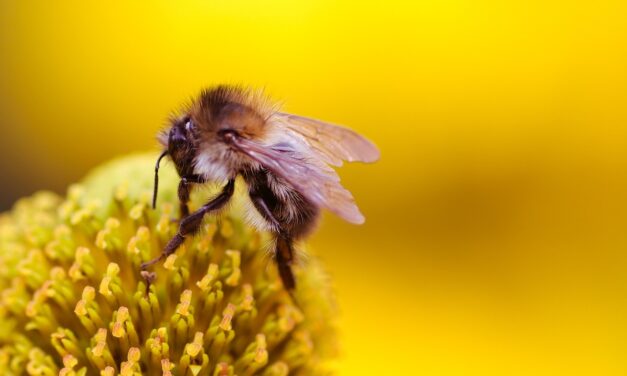 Routers: Essential Beekeeping Tools in New Mexico Summary: Advances in…