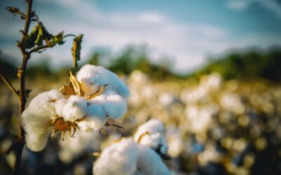 Cotton in Utah: A Shift towards Sustainability Summary: The cotton…