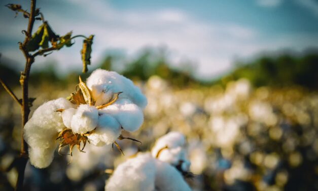 Cotton in Utah: A Shift towards Sustainability Summary: The cotton…