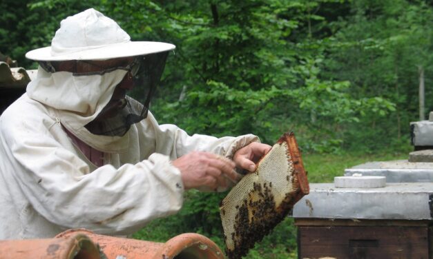 Beekeeping » Buzzing With Flavor: How Beekeeping Can Sweeten Up…