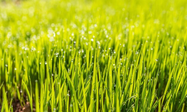 Lawn Care » Sharpen Your Lawn Care Game: The Iron…