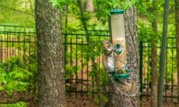 Pillowsoft » Pillowsoft Feeders: The Ultimate Comfort For Your Birds!…