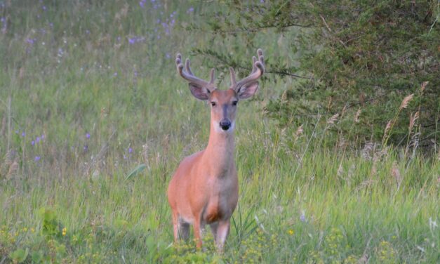 Ammunition For Hunting | Hunting For The Perfect Trash Can:…