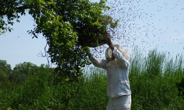 Beekeeping For Professionals – Buzzing With Efficiency: How Beekeepers And…