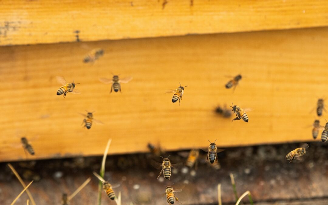 Beekeeping Reviews » Buzzing With Flavor: The Best Waffle Makers…