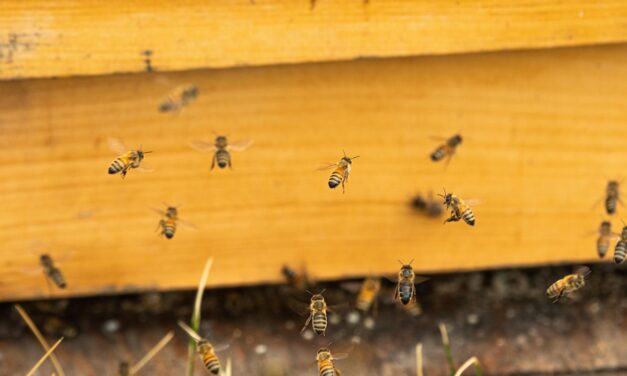 Beekeeping Bonanza: Essential Tools and the Buzzing World of Laramie…