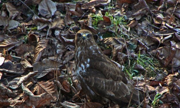 Camouflages » Ditch The Dinosaurs: Camouflage And Monitors In The…